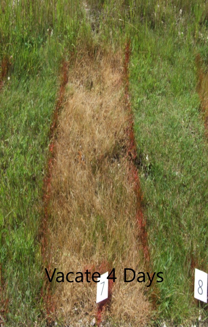 VACATE Total Weed Killer